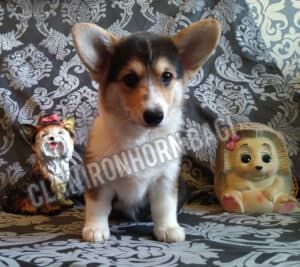 CLAN IRONHORN BAGIRA, щенок вельш корги пемброк, два месяца