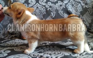 CLAN IRONHORN BARBRA STREISAND, щенок вельш корги пемброк, три месяца