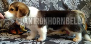 CLAN IRONHORN BELLA SWAN, 2 месяца, щенок вельш-корги пемброк с игрушкой