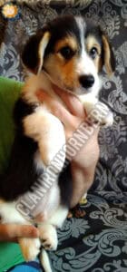 CLAN IRONHORN BERNARD SHAW, 2 месяца, щенок вельш-корги пемброк отдыхает