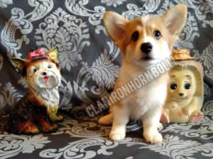 BOLIVIYSKAYA BABOCHKA N/B (Болли), щенок вельш корги пемброк, два месяца