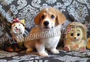 CLAN IRONHORN BRIDGET JONES, 2 месяца, игривый щенок вельш-корги пемброк