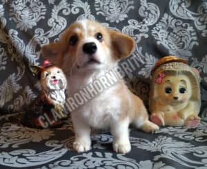 CLAN IRONHORN BRITANIYA, щенок вельш корги пемброк, два месяца