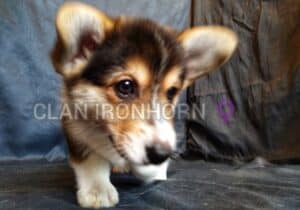 CLAN IRONHORN BAGIRA, щенок вельш корги пемброк, один месяц
