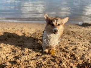 CLAN IRONHORN ANSAREM RUNOPLET (Купер) гуляет по лесу летом 2021, собаке 1 год