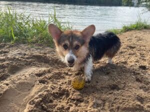 CLAN IRONHORN ANSAREM RUNOPLET (Купер) отдыхает на природе летом 2021, собаке 1 год