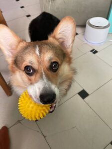 CLAN IRONHORN ANSAREM RUNOPLET (Купер), собаке 1 год, летние приключения в 2021 году