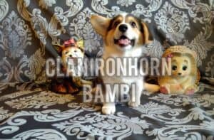CLAN IRONHORN BAMBINO STAR, щенок вельш корги пемброк, три месяца