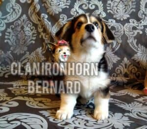 CLAN IRONHORN BERNARD SHAW, 2 месяца, щенок вельш-корги пемброк играет с игрушкой