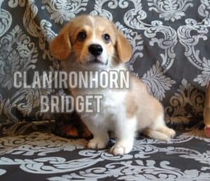 CLAN IRONHORN BRIDGET JONES, 4 месяца, вельш-корги пемброк на руках у хозяина