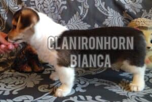 CLAN IRONHORN BIANKA, щенок вельш корги пемброк, три месяца