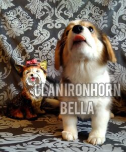 CLAN IRONHORN BELLA SWAN, 2 месяца, игривый щенок вельш-корги пемброк