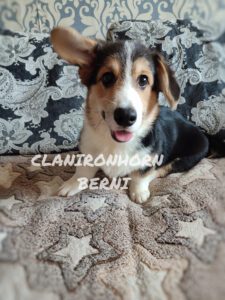 CLAN IRONHORN BERNARD SHAW, 4 месяца, вельш-корги пемброк смотрит в камеру