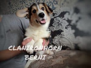 CLAN IRONHORN BERNARD SHAW, 4 месяца, щенок вельш-корги пемброк играет в воде