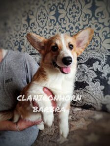 CLAN IRONHORN BARBRA STREISAND, щенок вельш корги пемброк, четыре месяца