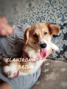 CLAN IRONHORN BRIDGET JONES, 4 месяца, игривый вельш-корги пемброк