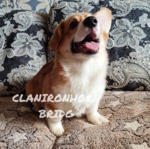 CLAN IRONHORN BRIDGET JONES, 4 месяца, вельш-корги пемброк с игрушкой