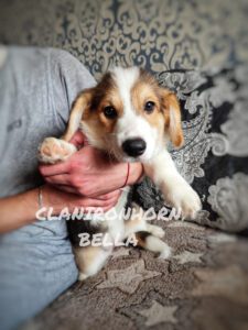 CLAN IRONHORN BELLA SWAN, 4 месяца, щенок вельш-корги пемброк у окна
