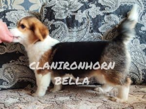 CLAN IRONHORN BELLA SWAN, 4 месяца, вельш-корги пемброк во время игры дома