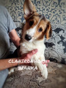 CLAN IRONHORN BIANKA среди зелени, щенок вельш корги пемброк