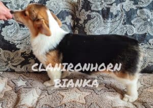 CLAN IRONHORN BIANKA в движении, щенок вельш корги пемброк