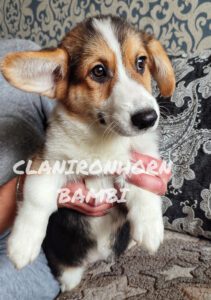 CLAN IRONHORN BAMBINO STAR на руках у заводчицы, щенок вельш корги пемброк