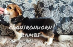 CLAN IRONHORN BAMBINO STAR на фоне природы, щенок вельш корги пемброк