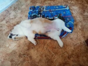 BOLIVIYSKAYA BABOCHKA N/B (Болли) и мяу-друг на прогулке, щенок вельш корги пемброк