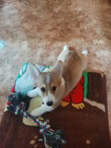 BOLIVIYSKAYA BABOCHKA N/B (Болли) общается с мяу-другом, щенок вельш корги пемброк