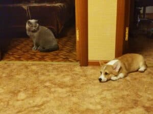 BOLIVIYSKAYA BABOCHKA N/B (Болли) позирует с мяу-другом, щенок вельш корги пемброк