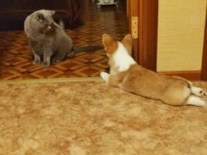 BOLIVIYSKAYA BABOCHKA N/B (Болли) отдыхает с мяу-другом, щенок вельш корги пемброк