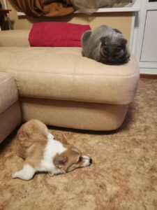 BOLIVIYSKAYA BABOCHKA N/B (Болли) играет с мяу-другом, щенок вельш корги пемброк