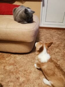 BOLIVIYSKAYA BABOCHKA N/B (Болли), щенок вельш корги пемброк, четыре месяца, с мяу-другом