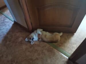 BOLIVIYSKAYA BABOCHKA N/B (Болли) отдыхает, щенок вельш корги пемброк