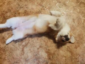 BOLIVIYSKAYA BABOCHKA N/B (Болли) позирует, щенок вельш корги пемброк