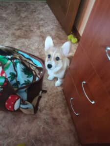 BOLIVIYSKAYA BABOCHKA N/B (Болли), щенок вельш корги пемброк, четыре месяца, выпускница CLAN IRONHORN