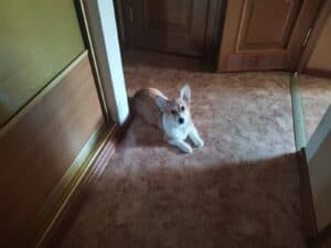 BOLIVIYSKAYA BABOCHKA N/B (Болли) играет, щенок вельш корги пемброк