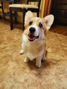 BOLIVIYSKAYA BABOCHKA N/B (Болли) играет, щенок вельш корги пемброк