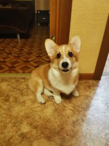 CLAN IRONHORN BOLIVIYSKAYA BABOCHKA N/B (Болли), выпускница питомника вельш корги пемброк, живёт в Нижнем Новгороде