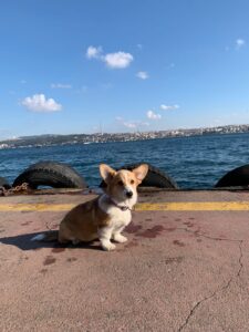 CLAN IRONHORN BRITANIYA отдыхает в аэропорту, щенок вельш корги пемброк