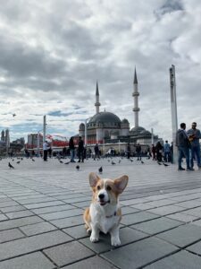 CLAN IRONHORN BRITANIYA, щенок вельш корги пемброк, пять месяцев, транзит в Стамбуле