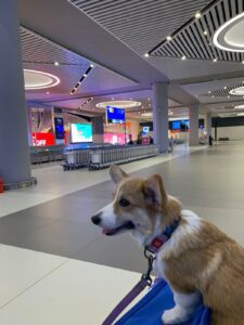 CLAN IRONHORN BRITANIYA исследует новое место, щенок вельш корги пемброк