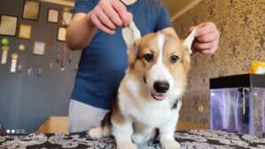 CLAN IRONHORN BAMBINO STAR и его братья, щенки вельш корги пемброк