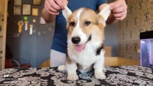 CLAN IRONHORN BAMBINO STAR на прогулке, щенок вельш корги пемброк