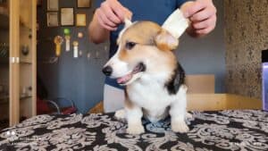 CLAN IRONHORN BAMBINO STAR с игрушкой, щенок вельш корги пемброк