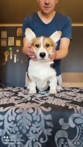 CLAN IRONHORN BAMBINO STAR исследует мир, щенок вельш корги пемброк