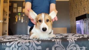 CLAN IRONHORN BAMBINO STAR отдыхает, щенок вельш корги пемброк