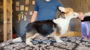 CLAN IRONHORN BAMBINO STAR, щенок вельш корги пемброк, три месяца