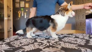 CLAN IRONHORN BAMBINO STAR играет, щенок вельш корги пемброк