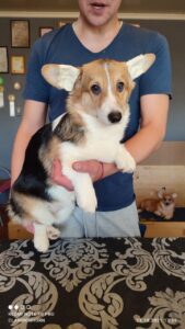 CLAN IRONHORN BIANKA смотрит вдаль, щенок вельш корги пемброк